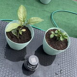 Foto van chay & dolci