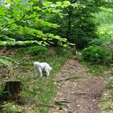 Wandelen in de Eifel!
