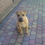 Chico als puppie :D