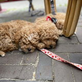 Foto van annette & de boefjes