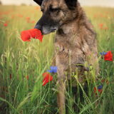 Foto van Dutchshepherdteam