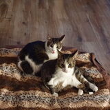 Magic & Loki (Ja ik weet het, dit is een hondenforum!)