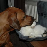 effe de oortjes wassen