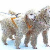 Grote Poedels als sledehond