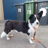 Foto van Bush dog