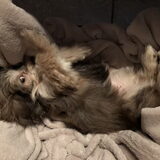 Quinta als puppy, zij is een winterhondje.