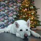 Mike 12 jaar, kerst 2021