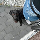 Even wachten terwijl de voordeur open gedaan wordt na een wandeling