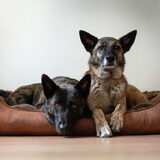 Foto van Dutchshepherdteam