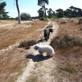 Foto van sylvia