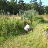 Foto van sylvia