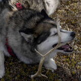 Foto van Alaska's Finest!