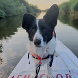 Foto van Bush dog