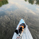 Foto van Bush dog