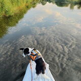 Foto van Bush dog