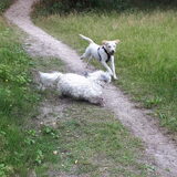 Foto van sylvia
