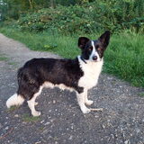 Foto van Bush dog