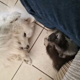 [Gek doen met de pup]