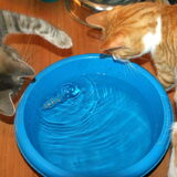 Spelende Nemo en Lucky.