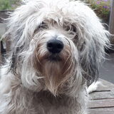Foto van sylvia