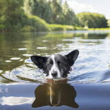 Foto van Bush dog