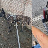 Foto van Dutchshepherdteam