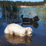 Foto van sylvia
