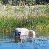 Foto van sylvia