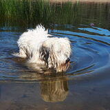 Foto van sylvia