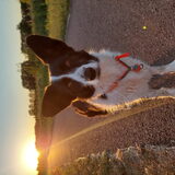 Foto van Bush dog