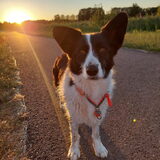 Foto van Bush dog