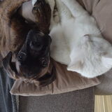 Foto van Ziva †, Bullie †, en Bandhu