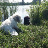 Foto van sylvia