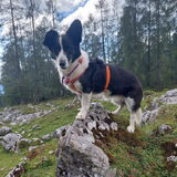 Foto van Bush dog