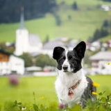 Foto van Bush dog