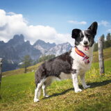 Foto van Bush dog