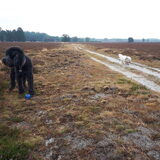 Foto van sylvia