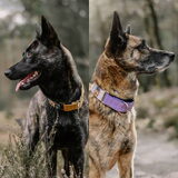 Foto van Dutchshepherdteam