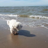 Foto van sylvia