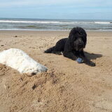 Foto van sylvia