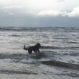 Foto van sylvia