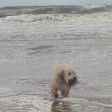 Foto van sylvia