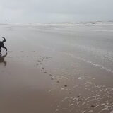 Foto van sylvia