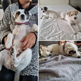Foto van Fudge, Chunky, Maylo † & Ziko † en baasje Laura