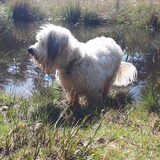 Foto van sylvia