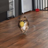 Lotus in actie.
