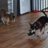 Zo af en toe wil Balou ook nog wel spelen.