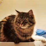 Dat is de derde kat.....Lui :-) "waarom die naam denk je...wel toen ze…