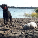 Foto van sylvia