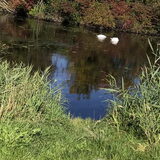 Foto van ***Fientje***Noortje*** Wienske†*** en Djangie†***